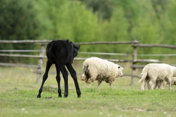 Cavallo Campo Animali Fattoria Serie Natura — Foto Stock