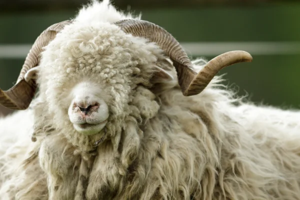 Schapen Gras Met Blauwe Hemel Sommige Kijken Naar Camera — Stockfoto