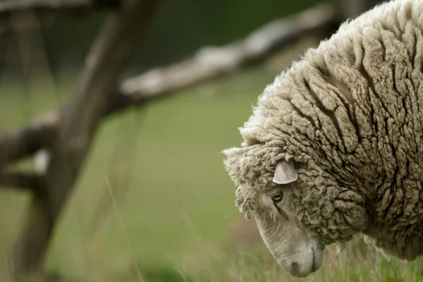 Moutons Sur Herbe Avec Ciel Bleu Certains Regardant Caméra — Photo