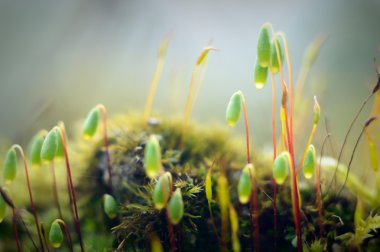 bitkiler doğal arka plan, doğa serisi için
