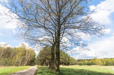 Mavi gökyüzü, doğa serisi ile renk arka plan üzerinde eski büyük ağaç