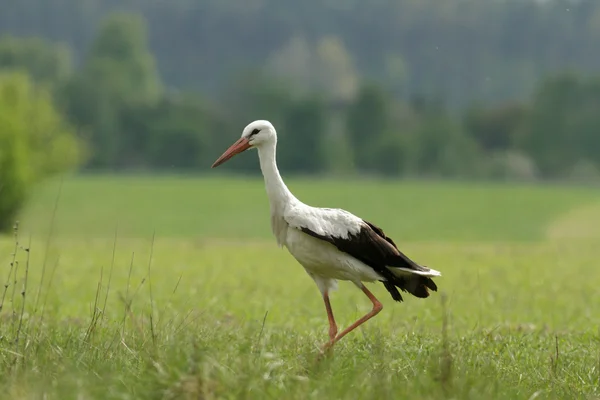 コウノトリは自然シリーズ 晴れた日に緑の草 — ストック写真