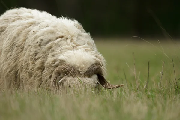 Sheep Grass Blue Sky Some Looking Camera — Stock Photo, Image