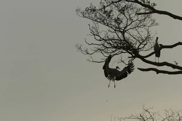 Gamla Stora Träd Färgbakgrund Med Blå Himmel Natur Serien — Stockfoto