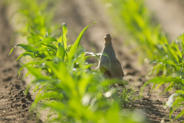 Jordbruksområdet Natur Och Jordbruk Farming Serien — Stockfoto