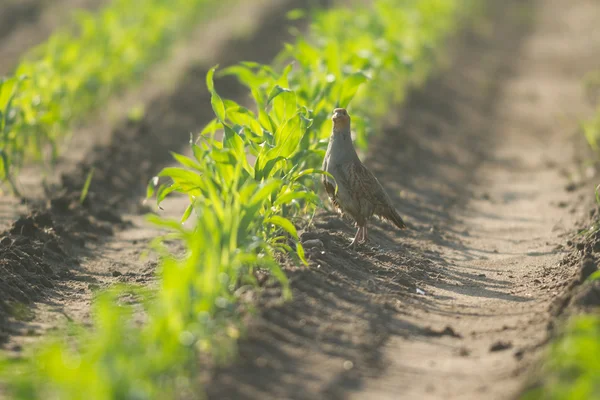 農業分野 自然と農業農業シリーズ — ストック写真