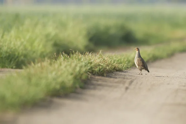 Zemědělství Přírody Zemědělství Zemědělství Série — Stock fotografie