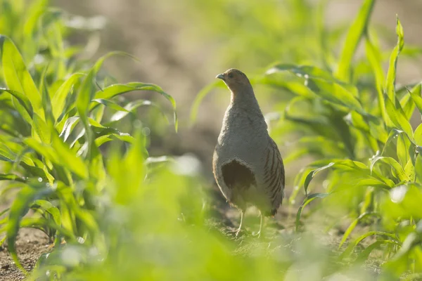 自然界に生息する野鳥や自然シリーズ — ストック写真