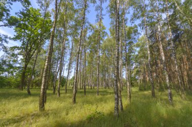 doğal yeşil renkli kırsal çayır, doğa serisi