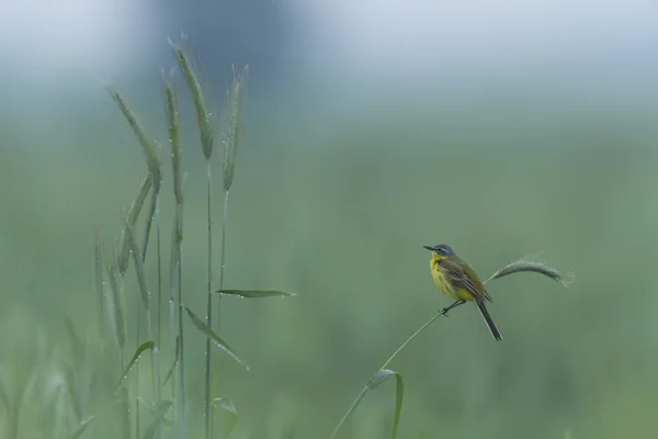 Wild Bird Natural Habitat Nature Series — Stock Photo, Image