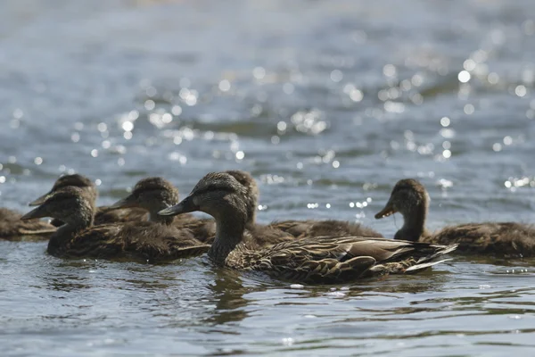 Molti Uccelli Nel Loro Habitat Naturale Serie Natura — Foto Stock