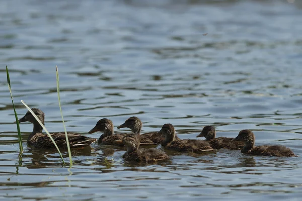 Viele Vögel Ihrem Natürlichen Lebensraum Naturreihen — Stockfoto