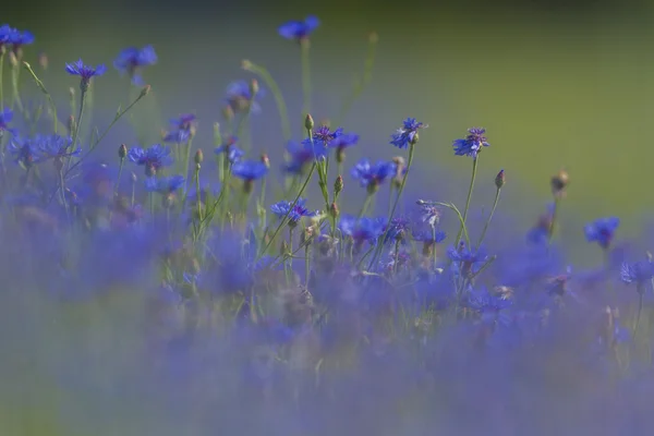 Цветы Красочный Фон Макрофото Серия Природы — стоковое фото