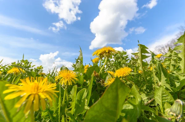 Blommor Som Färgstark Bakgrund Makro Foto Natur Serie — Stockfoto