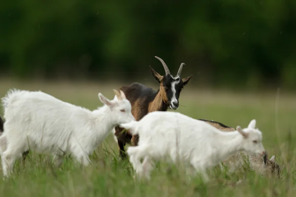 Chèvre Sur Pâturage Été Série Nature — Photo