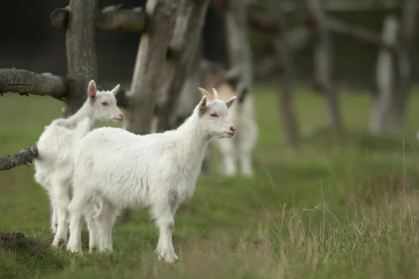 Goat Summer Pasture Nature Series — Stock Photo, Image
