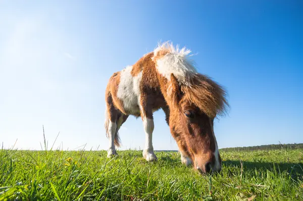 Häst Åker Lantbruksdjur Naturserie — Stockfoto