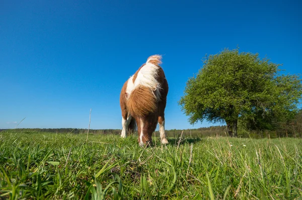 Paard Het Veld Landbouwhuisdieren Natuurserie — Stockfoto
