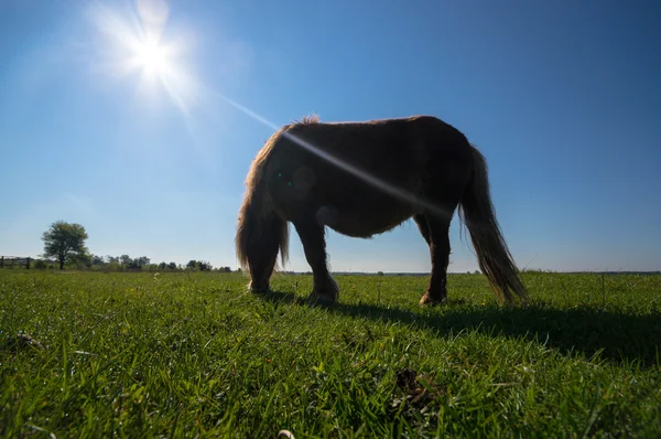 Horse Field Farm Animals Nature Series — Stock Photo, Image