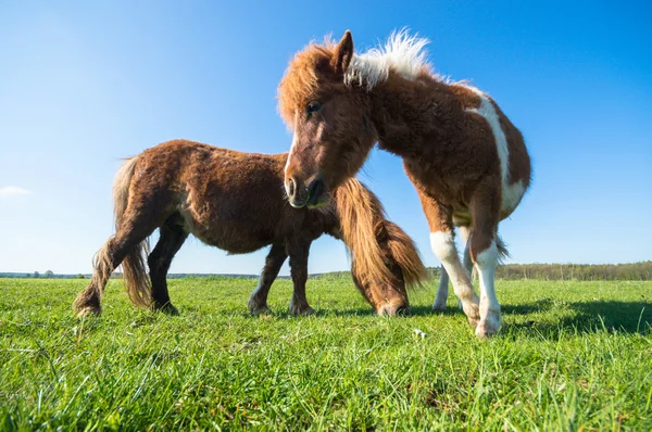 Häst Åker Lantbruksdjur Naturserie — Stockfoto