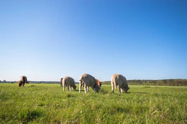 Paard Het Veld Landbouwhuisdieren Natuurserie — Stockfoto