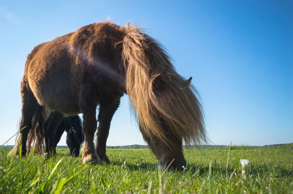 Häst Åker Lantbruksdjur Naturserie — Stockfoto