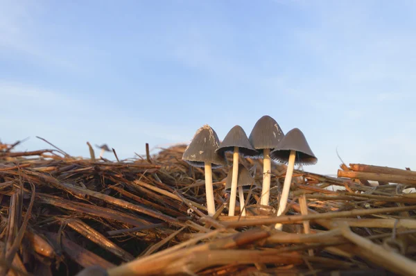 Seta Del Bosque Después Lluvia Durante Mucho Tiempo Serie Naturaleza —  Fotos de Stock