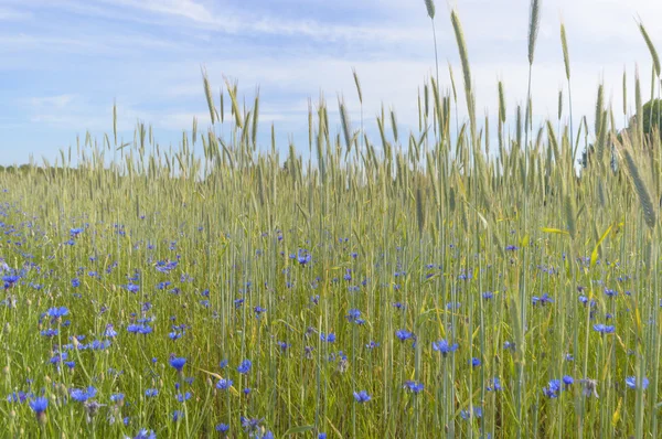 Přírodní Zelené Barevné Venkovské Louka Série Nature Stock Fotografie