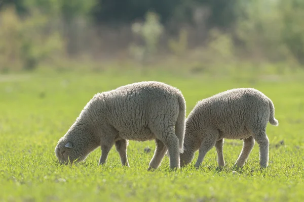 Schafe Auf Gras Mit Blauem Himmel Einige Blicken Die Kamera — Stockfoto