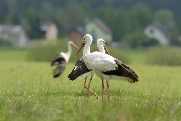 Storks Green Grass Sunny Day Nature Series — Stock Photo, Image