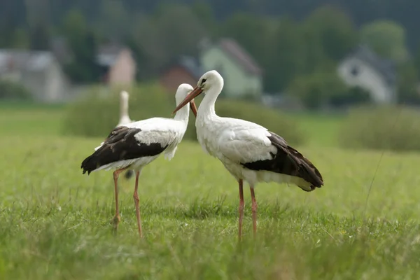 Cicogne Erba Verde Nella Giornata Sole Serie Natura — Foto Stock