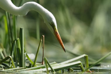 Doğal ortamdaki vahşi kuş, doğa serisi.