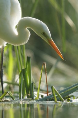 Doğal ortamdaki vahşi kuş, doğa serisi.