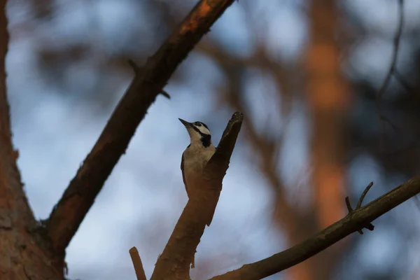 Дикая Птица Естественной Среде Обитания Серия Природы — стоковое фото