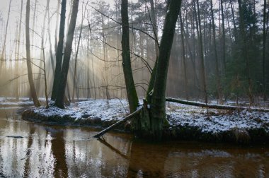 Ormanın derinliklerinde güneş ışığı, doğa serisi.