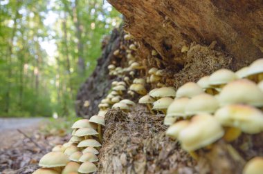 Orman mantar uzun süre yağmur sonra, Doğa Serisi