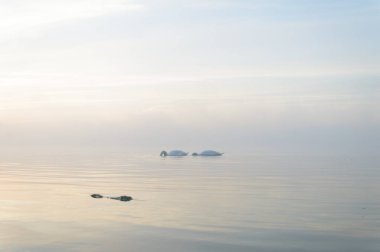Güneşli bir günde mavi gölde kuğular, gölette kuğular, doğa serisi.