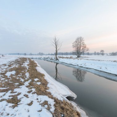 Mavi gökyüzü, doğa serisi ile renk arka plan üzerinde eski büyük ağaç