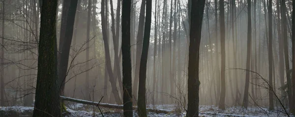 Luce Del Sole Nella Foresta Profonda Serie Natura — Foto Stock