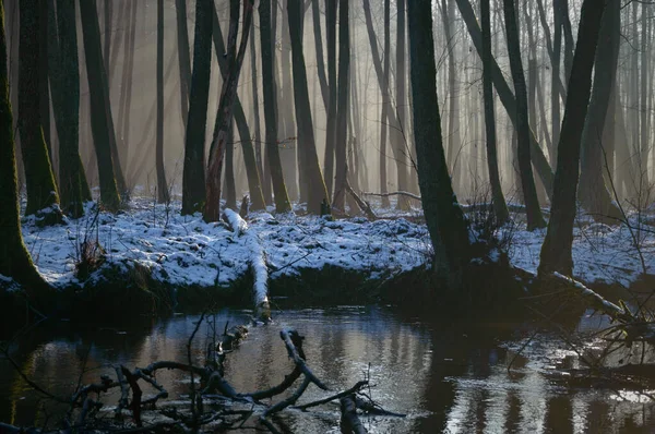 Lumière Soleil Dans Forêt Profonde Série Nature — Photo