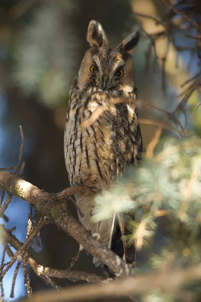 Beautiful Owl Wild Nature Series — Stock Photo, Image