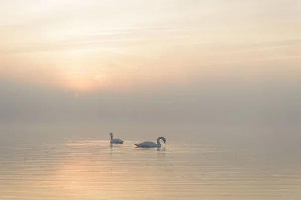 Cigni Sul Lago Blu Nella Giornata Sole Cigni Sul Laghetto — Foto Stock