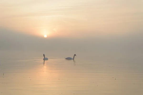 Cigni Sul Lago Blu Nella Giornata Sole Cigni Sul Laghetto — Foto Stock