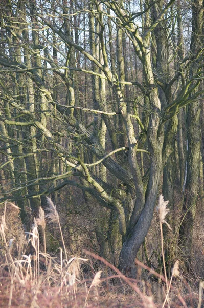 Παλιό Μεγάλο Δέντρο Έγχρωμο Φόντο Μπλε Ουρανό Φύση Σειρά — Φωτογραφία Αρχείου