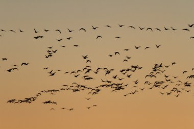  doğa, doğa serisi resimleri
