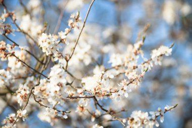  doğa, doğa serisi resimleri