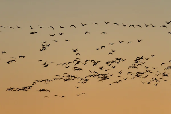 Bilder av naturen, naturen serien — Stockfoto