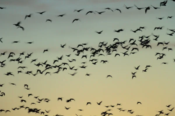 Immagini della natura, serie natura — Foto Stock