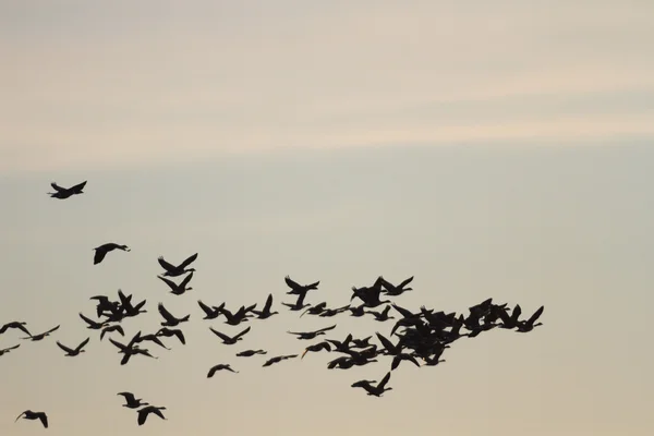 Fotografías de la naturaleza, series de la naturaleza —  Fotos de Stock