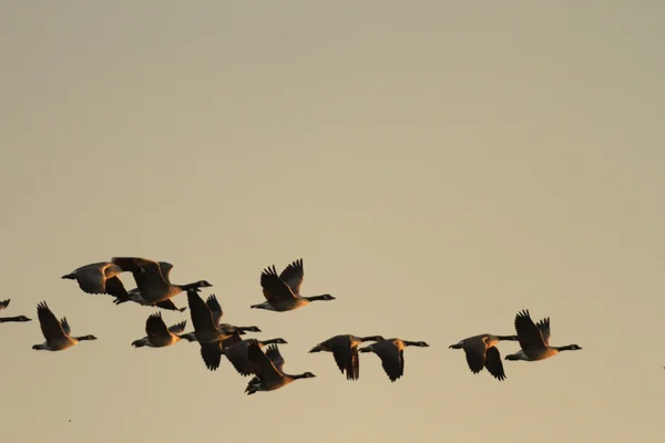 Immagini della natura, serie natura — Foto Stock